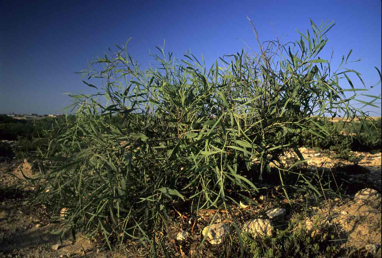 Acacia a Lampedusa